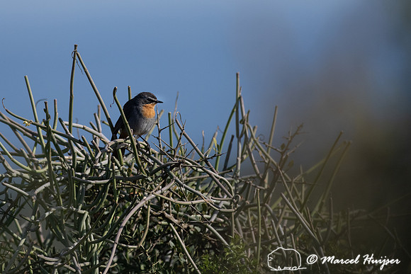 Cape robin-chat (Cossypha caffra), Addo Elephant National Park,