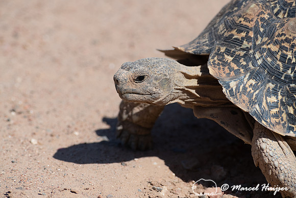 Leopard tortoise (Stigmochelys pardalis), Addo Elephant National