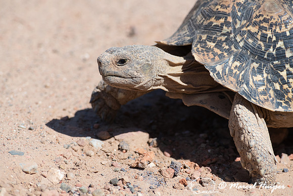 Leopard tortoise (Stigmochelys pardalis), Addo Elephant National