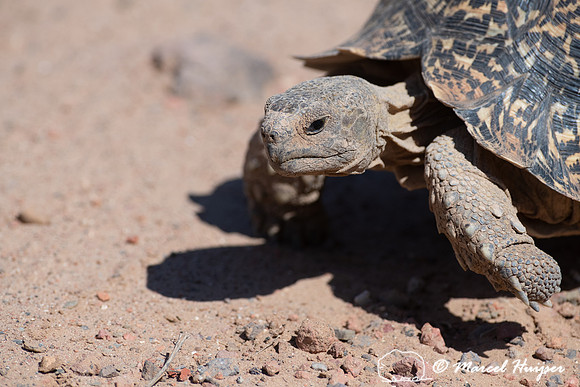 Leopard tortoise (Stigmochelys pardalis), Addo Elephant National