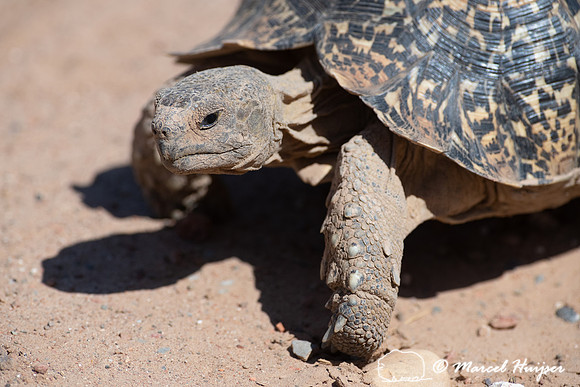 Leopard tortoise (Stigmochelys pardalis), Addo Elephant National