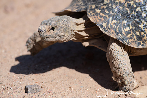 Leopard tortoise (Stigmochelys pardalis), Addo Elephant National