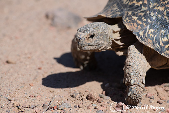 Leopard tortoise (Stigmochelys pardalis), Addo Elephant National