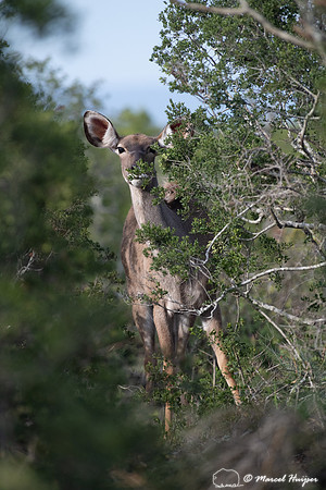 Greater kudu (Tragelaphus strepsiceros), Addo Elephant National