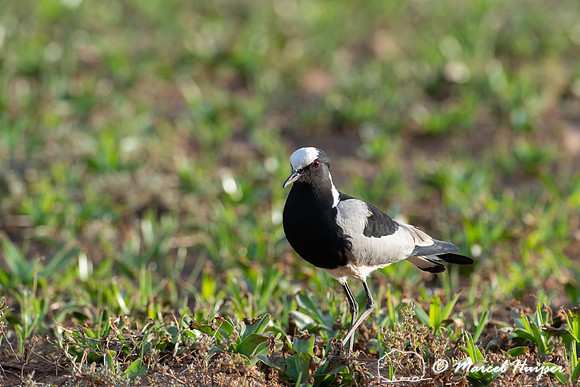 Blacksmith lapwing or blacksmith plover (Vanellus armatus), Addo