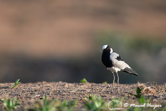 Blacksmith lapwing or blacksmith plover (Vanellus armatus), Addo
