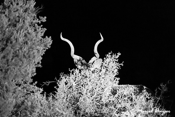 Greater kudu (Tragelaphus strepsiceros), Addo Elephant National