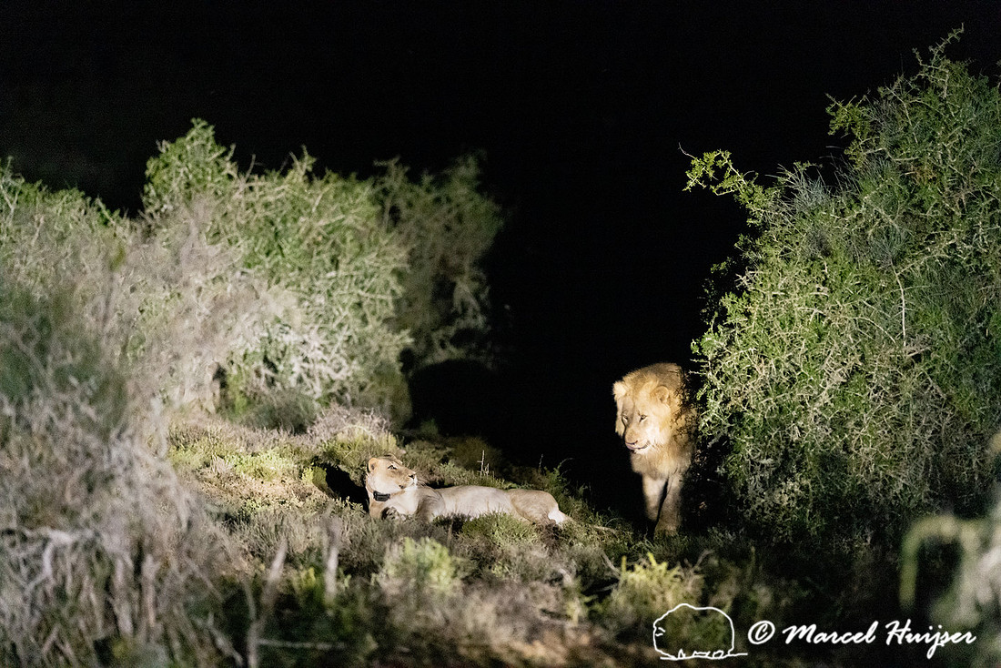 Lion (Panthera leo), Addo Elephant National Park, Eastern Cape,