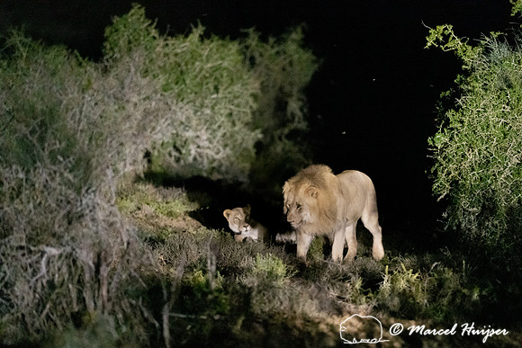 Lion (Panthera leo), Addo Elephant National Park, Eastern Cape,