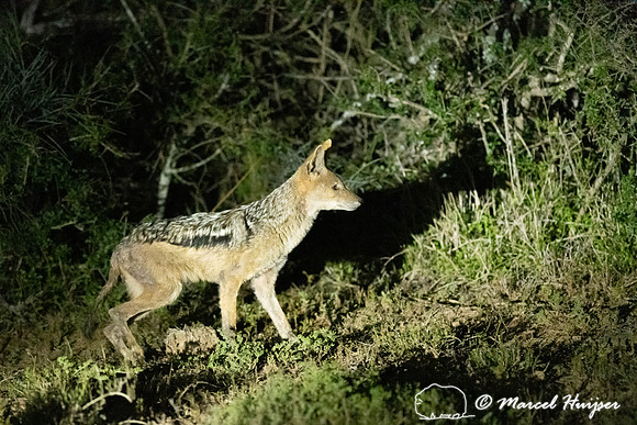 Black-backed jackal (Canis mesomelas), Addo Elephant National Pa