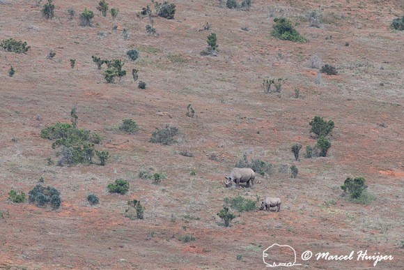 Black rhinoceros or hook-lipped rhinoceros (Diceros bicornis), A