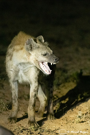 Spotted hyena (Crocuta crocuta), also known as the laughing hyen