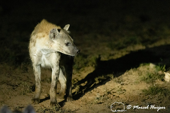 Spotted hyena (Crocuta crocuta), also known as the laughing hyen