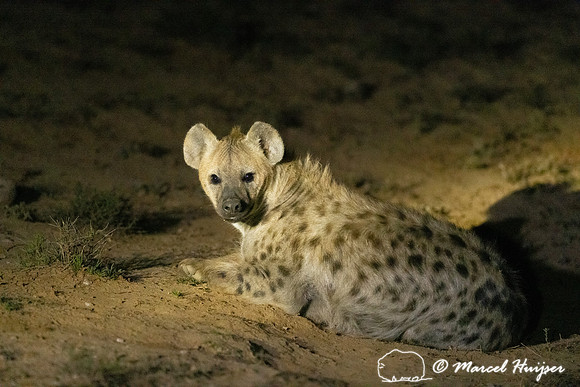 Spotted hyena (Crocuta crocuta), also known as the laughing hyen
