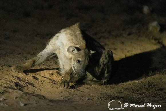 Spotted hyena (Crocuta crocuta), also known as the laughing hyen