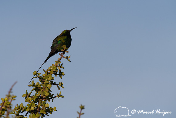 Malachite sunbird (Nectarinia famosa), Addo Elephant National Pa
