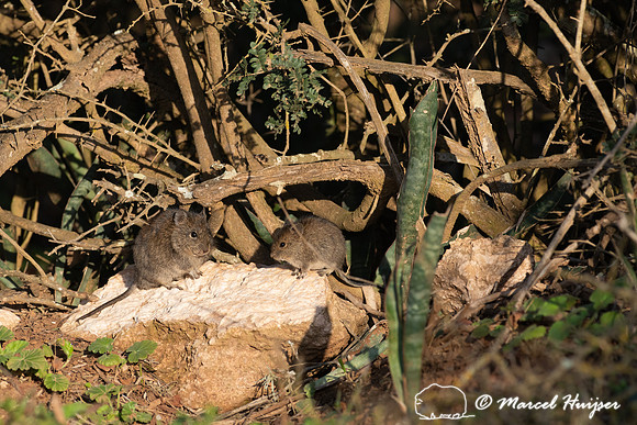 Namaqua rock rat (Aethomys namaquensis) or Namaqua rock mouse, A