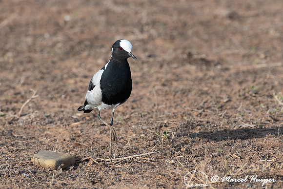 Blacksmith lapwing or blacksmith plover (Vanellus armatus), Addo