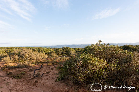 Greater kudu skull with horns (Tragelaphus strepsiceros), Addo E