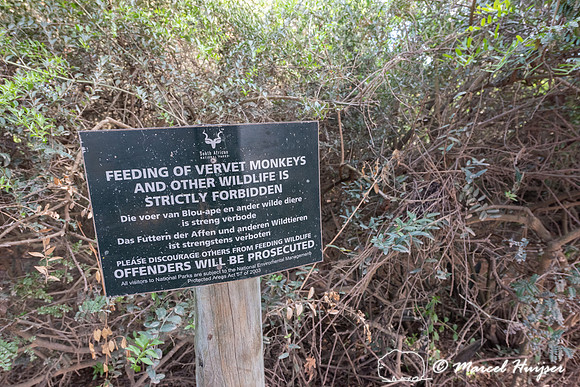 Warning sign, do not feed the vervet monkeys (Chlorocebus pygery