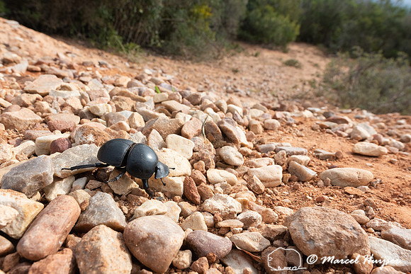 Flightless dung beetle (Circellium bacchus), Addo Elephant Natio