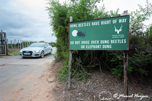 Warning sign, Dung beetles have right of way, do not drive over