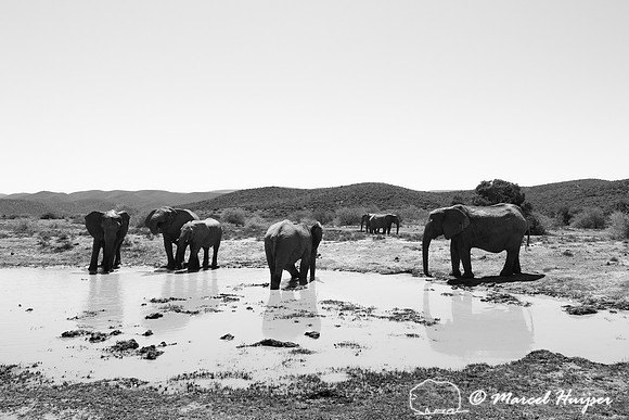 African bush elephants (Loxodonta africana) at a water hole, Add