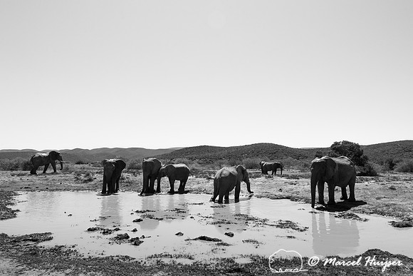 African bush elephants (Loxodonta africana) at a water hole, Add