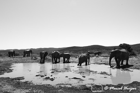 African bush elephants (Loxodonta africana) at a water hole, Add