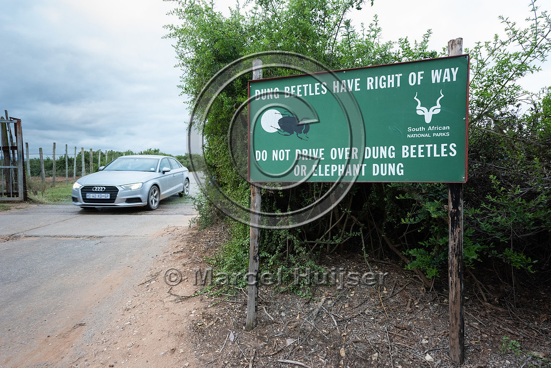 Warning sign, Dung beetles have right of way, do not drive over