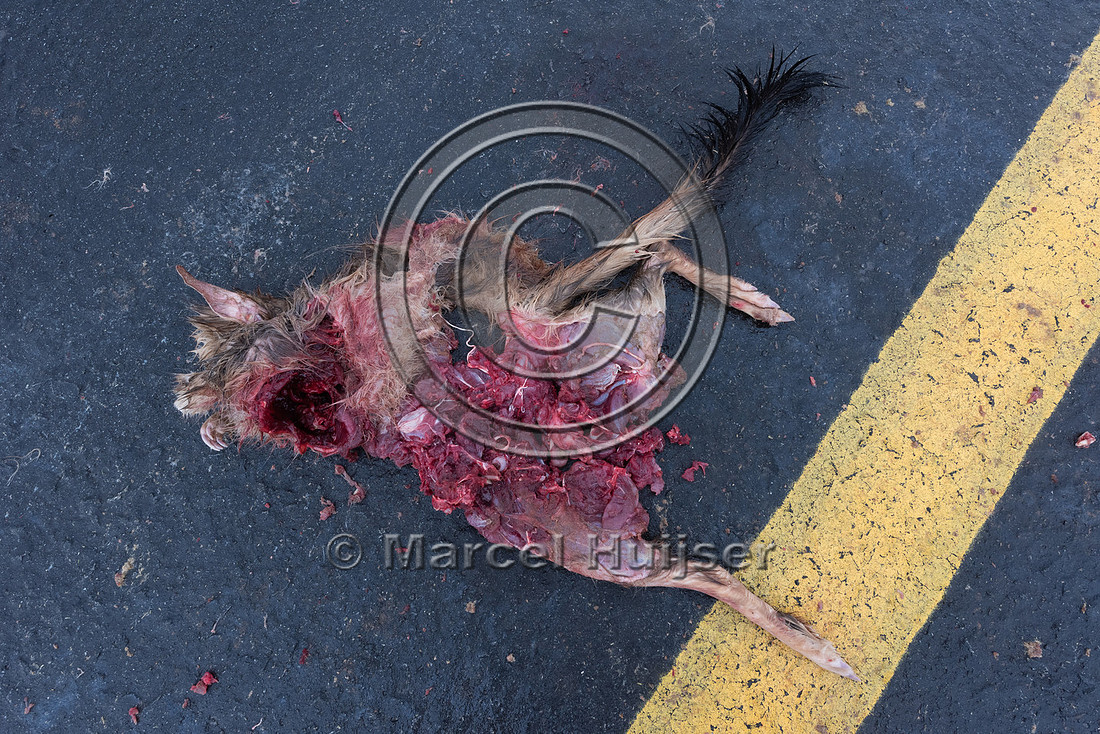 Roadkilled South African springhare (Pedetes capensis), or sprin