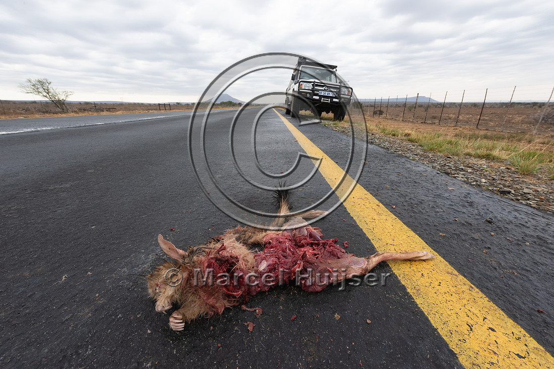 Roadkilled South African springhare (Pedetes capensis), or sprin