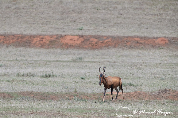 Red hartebeest (Alcelaphus buselaphus caama or A. caama), Addo E