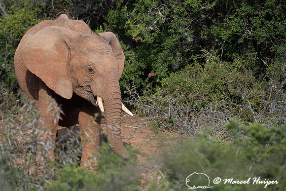 African bush elephant (Loxodonta africana), Addo Elephant Nation