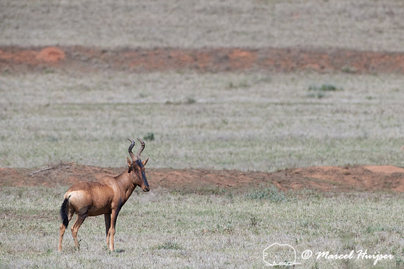 Red hartebeest (Alcelaphus buselaphus caama or A. caama), Addo E