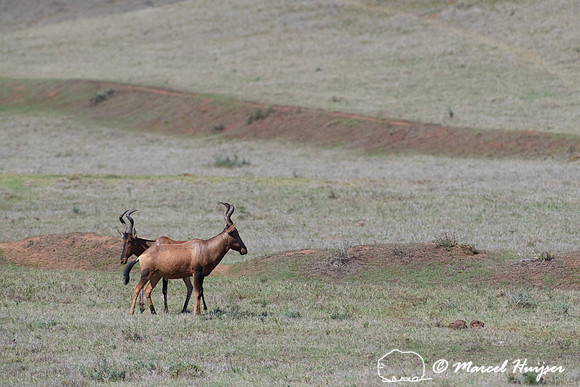 Red hartebeest (Alcelaphus buselaphus caama or A. caama), Addo E