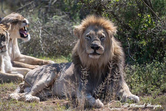 Lion (Panthera leo), Addo Elephant National Park, Eastern Cape,