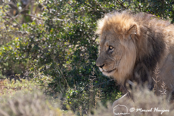 Lion (Panthera leo), Addo Elephant National Park, Eastern Cape,