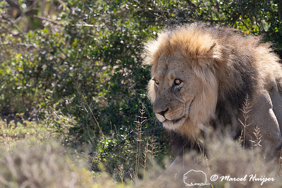 Lion (Panthera leo), Addo Elephant National Park, Eastern Cape,