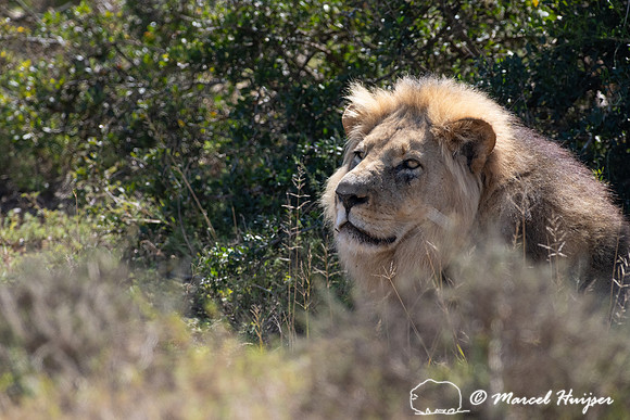 Lion (Panthera leo), Addo Elephant National Park, Eastern Cape,