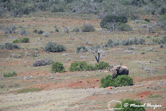 African bush elephant (Loxodonta africana), Addo Elephant Nation