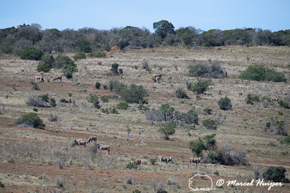 Common eland (Taurotragus oryx), Addo Elephant National Park, Ea