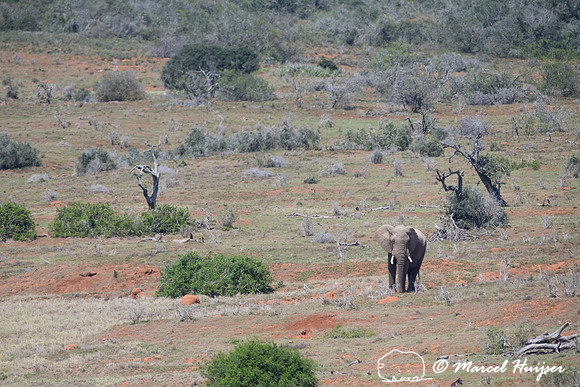 African bush elephant (Loxodonta africana), Addo Elephant Nation