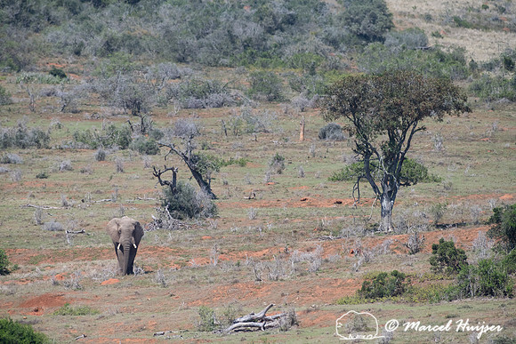 African bush elephant (Loxodonta africana), Addo Elephant Nation