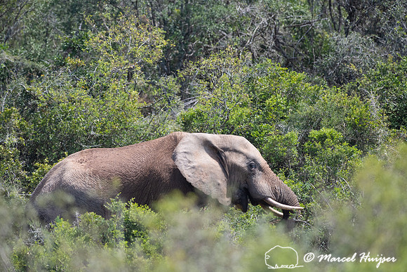 African bush elephant (Loxodonta africana), Addo Elephant Nation
