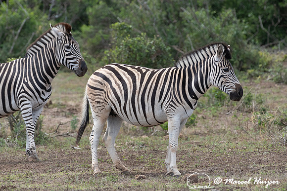 Burchell's zebra (Equus quagga burchellii), a southern subspecie