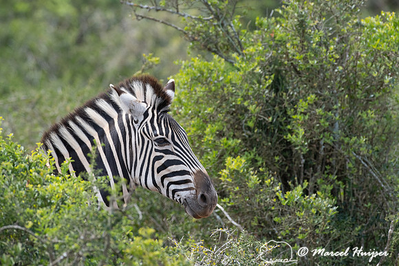 Burchell's zebra (Equus quagga burchellii), a southern subspecie