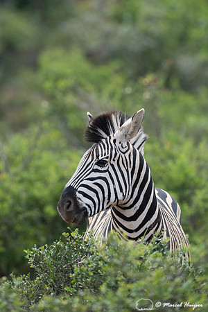 Burchell's zebra (Equus quagga burchellii), a southern subspecie