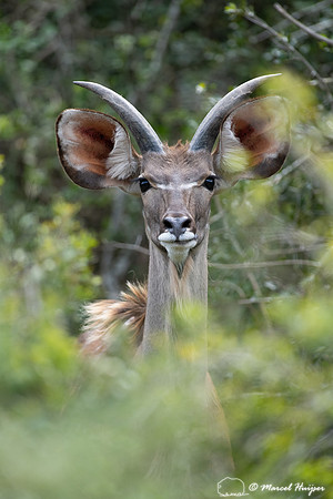 Greater kudu (Tragelaphus strepsiceros), Addo Elephant National