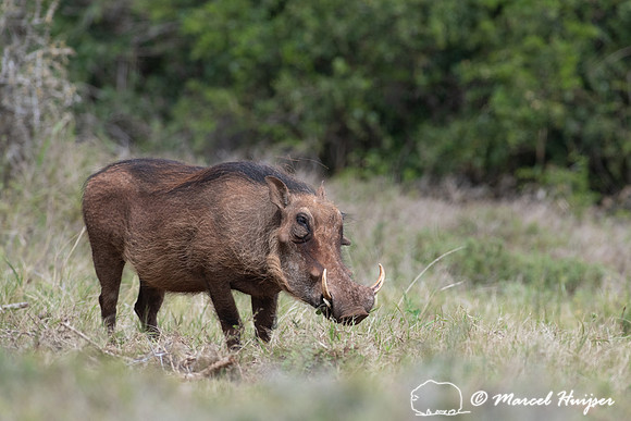 Common warthog (Phacochoerus africanus), Addo Elephant National